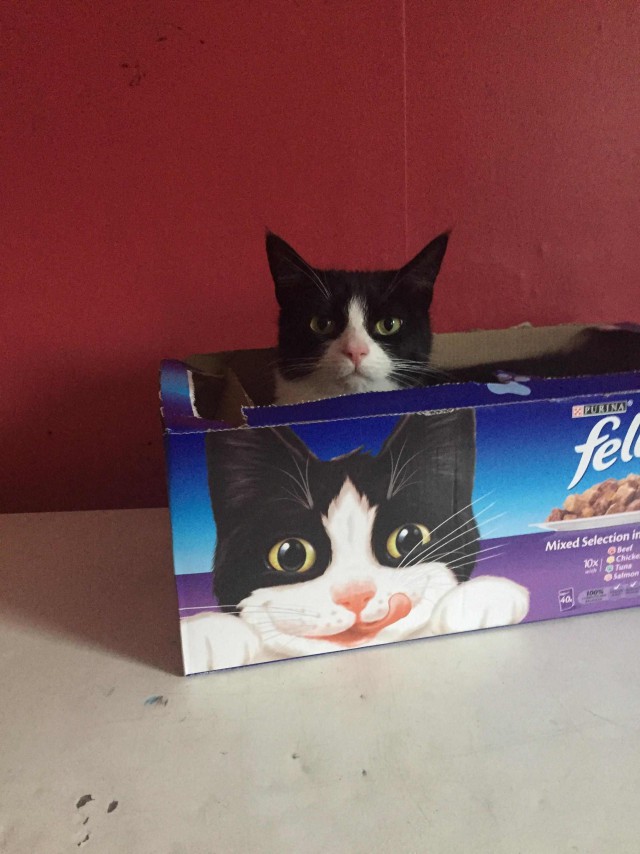 Прикольных котов пост