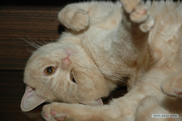 Уррааа! Котомет на ЯПлакалъ.