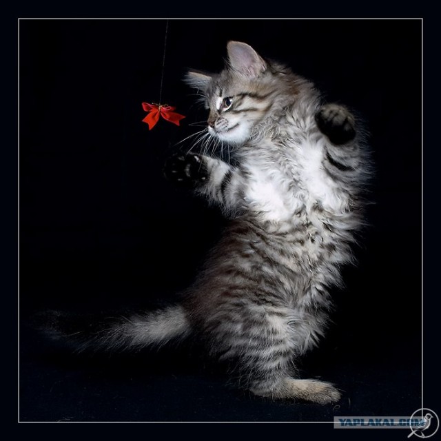 Котовторник (16.09.08)