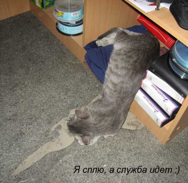 Котовторнику Да (09.12.08)
