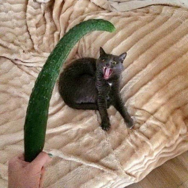 Немного милоты