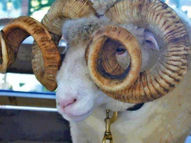 Милые животные. Мимиметр сломался