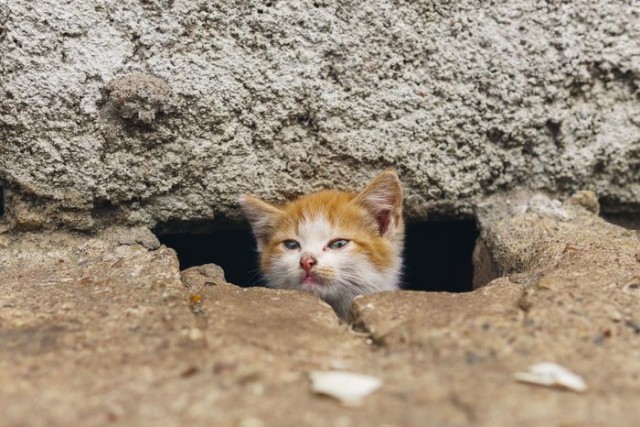 Прикольных котов пост