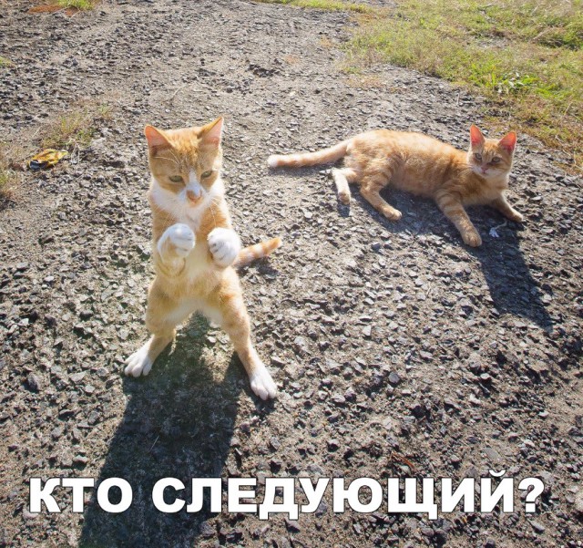 Немного милоты