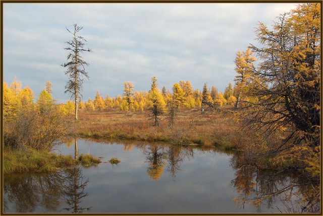 Осенняя тайга