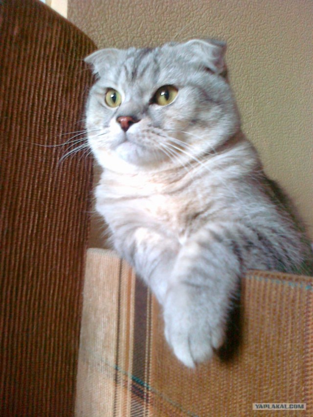 Котовторник - С праздником, котоводы!