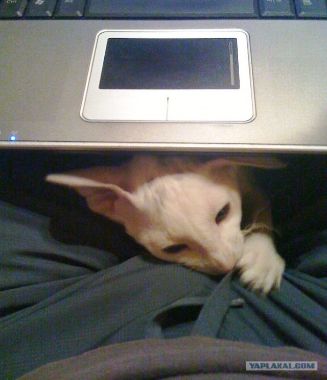 Выставка кошек