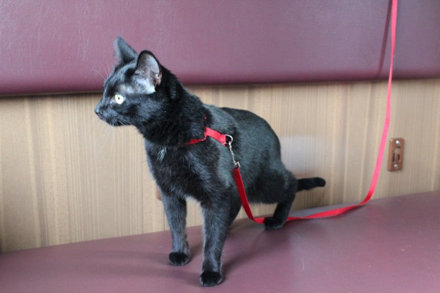 Прикольных котов пост