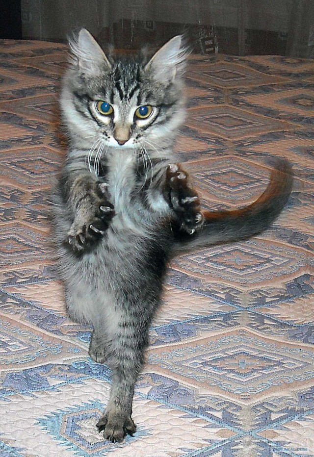 It's Catursday Fever! (Котовторник)