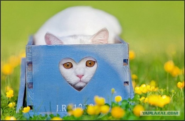 Котовторник объявляется открытым!