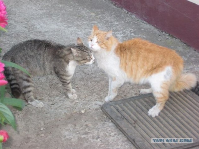 Супер-котофото на котовторник