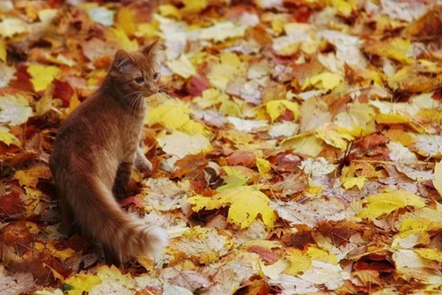 Котовторник! 11.10.11