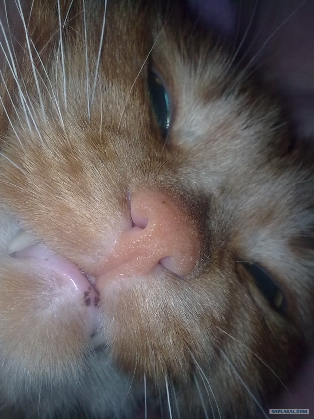 Ну и где ваш котовторник?