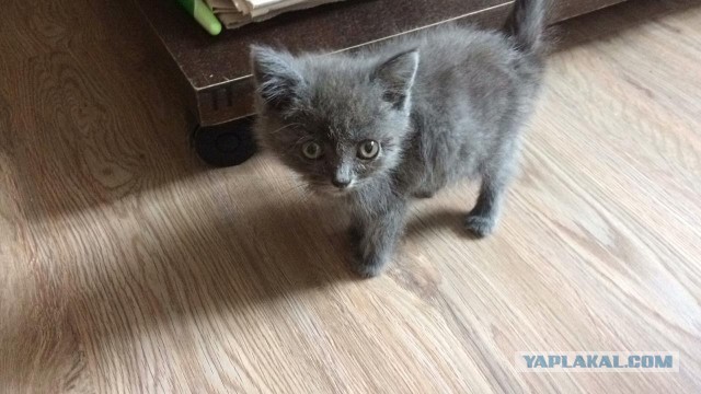 ЯП вокруг света. Германия, Австралия, Китай...