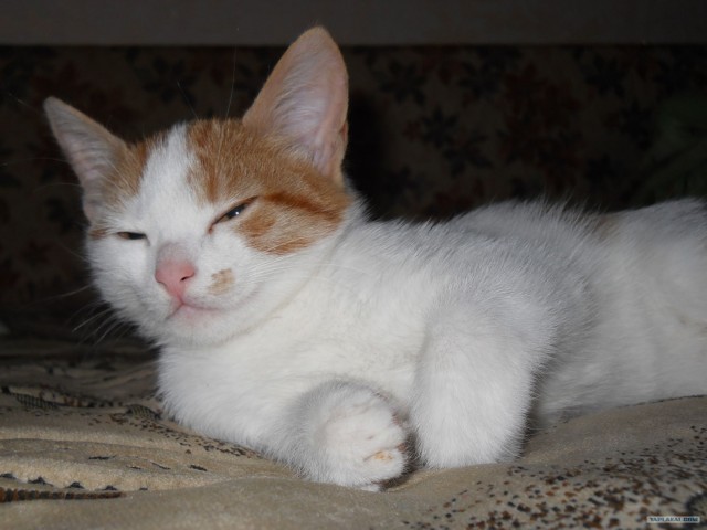 Котовторник (07.02.2012)