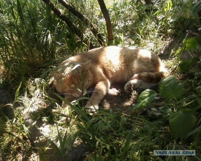 Котовторник 20.03.2012