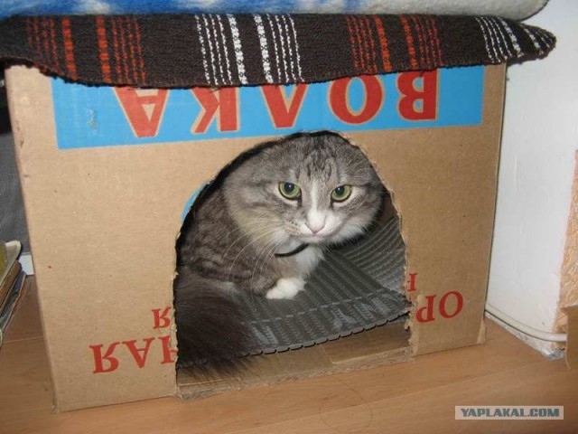 Котовторник 27.03.2012