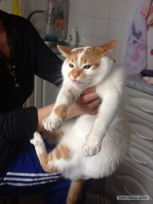 Котовторник  14.08.2012.