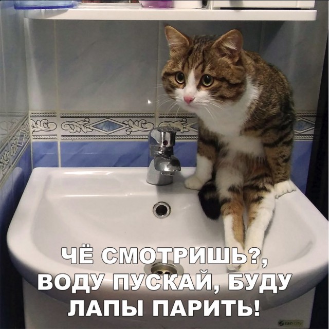 Забавные фото котеек