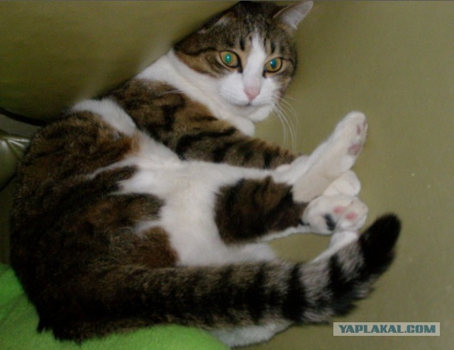 Тема про несчастного кота, в которой всем хорошим людям автор показывает сиськи!2