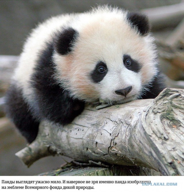 Про сытое царство лени