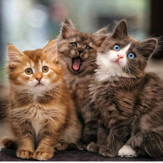 Забавные фото котеек