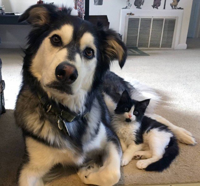 Уже не котовторник, но еще и не собакочетверг
