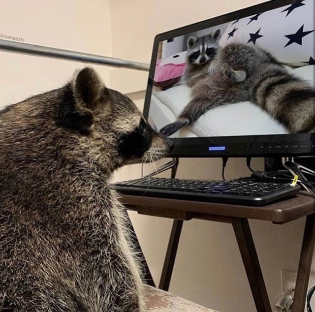 Живность из сети