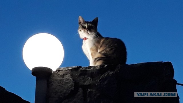 8 основных законов котиков