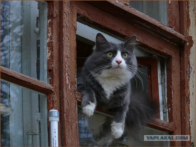 Лиса хотела сожрать моего кота