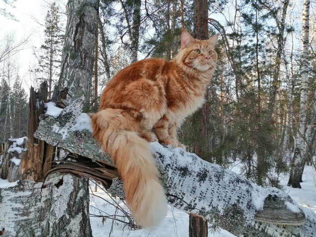 Отданные даром. К котовторнику