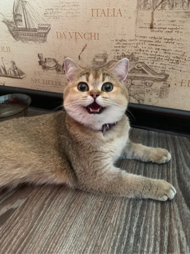 Можно начинать? Котовторник от 05.05.20