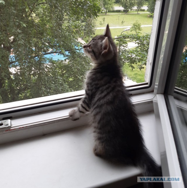 Котики-шпротики!)))