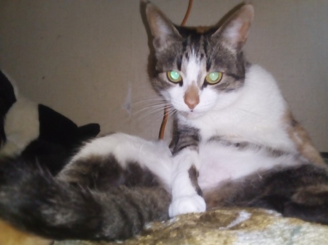 Котовторник?! Коты во вторник!