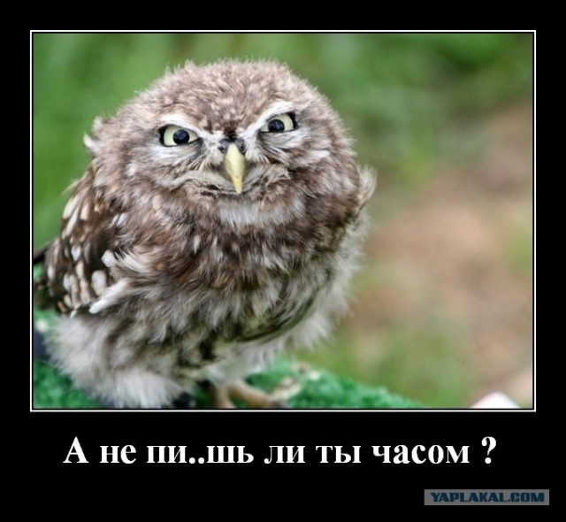 Фотожаба:Нельзя просто так взять и нарисовать СОВУ