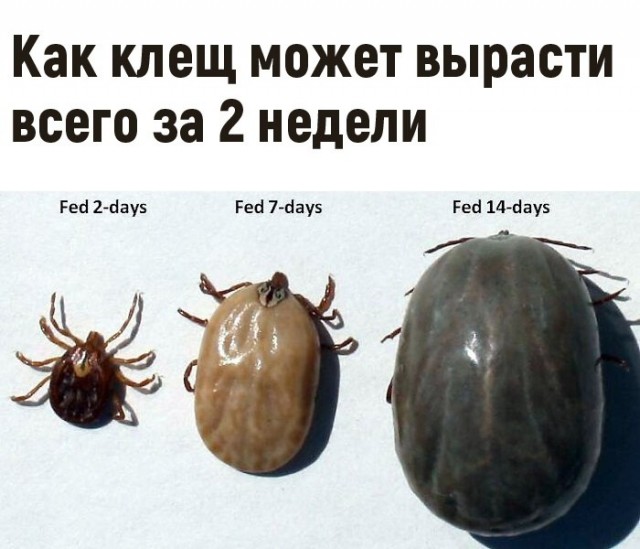 Существа...
