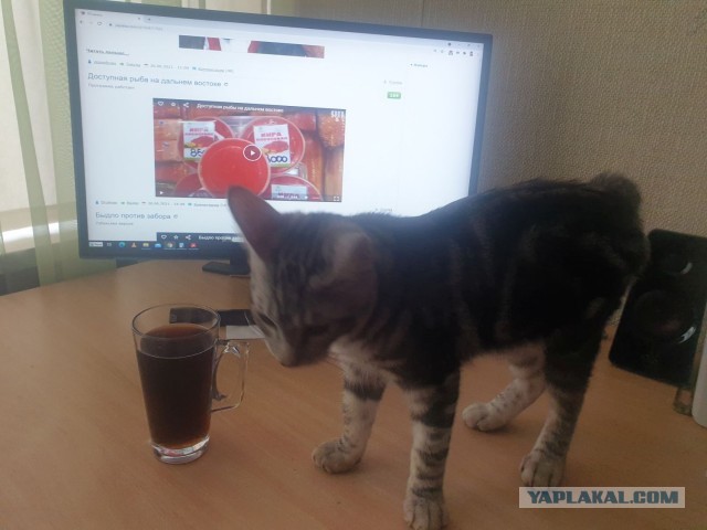 Кошка ашера: что за зверь?