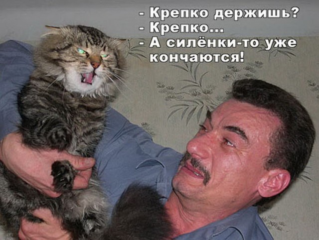 Злые котики - к последнему летнему котовторнику