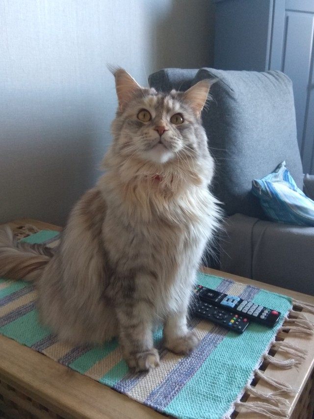 Котовторнику быть