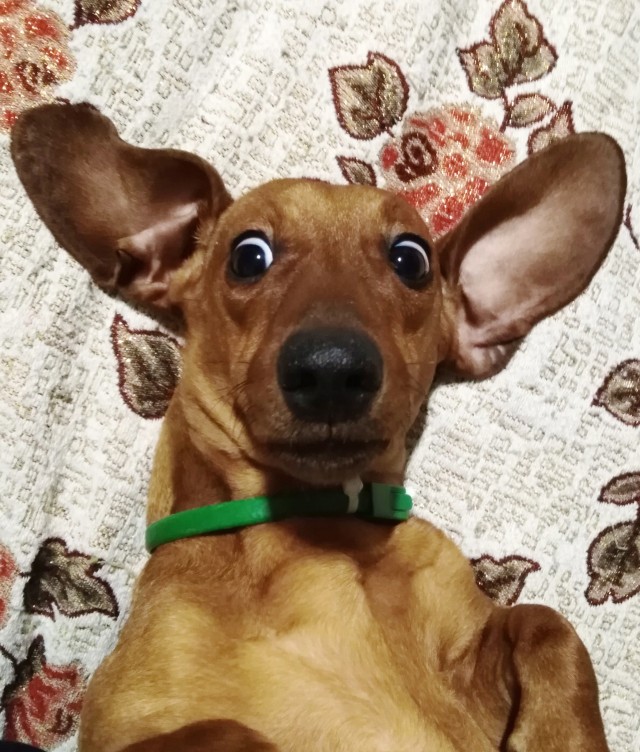 Нос