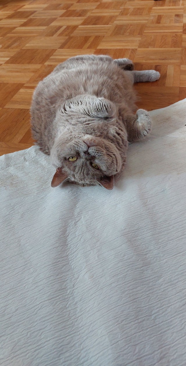 А что это мы котовторник не начинаем? Время пришло!