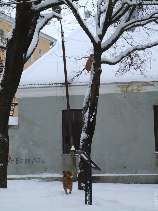 Выборг
