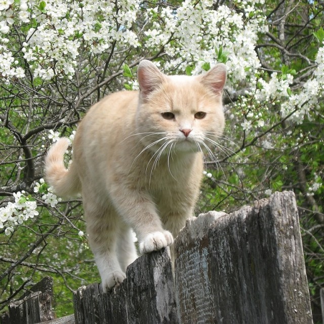 Задорные, заборные, шерстяные