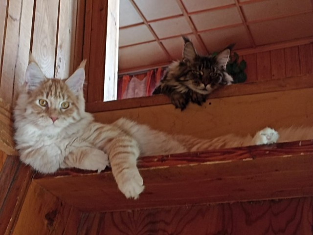 Кошка