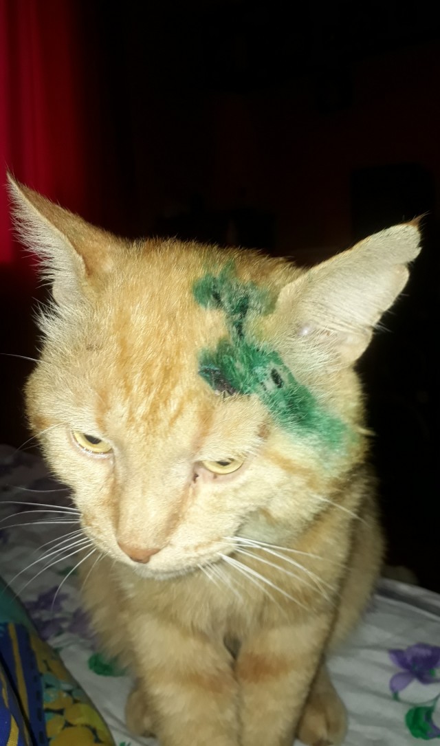 Нам годик в котовторник