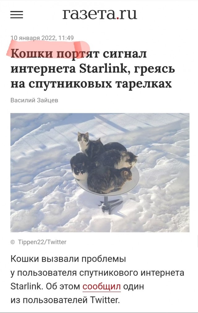 На Украине кошек обвинили в проблемах с интернетом Starlink