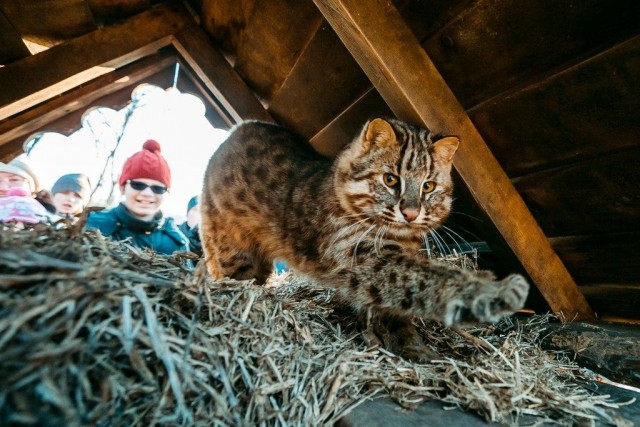 Зимняя рысь