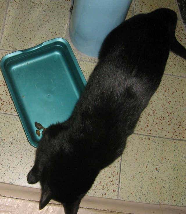 Чёрные коты не такие