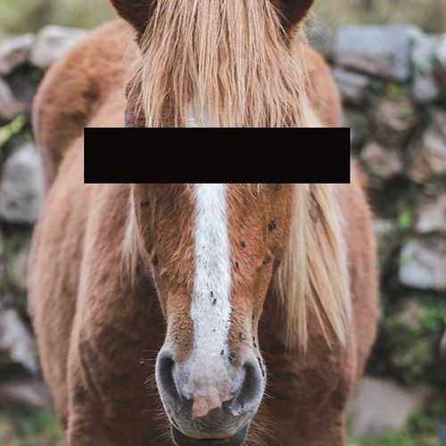 Преступнику, который вступил в интимную связь с лошадью, запретили приближаться к любому животному с копытами