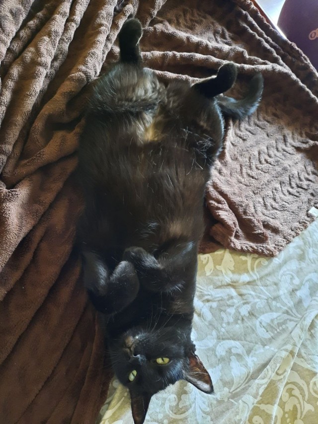 Котовторник